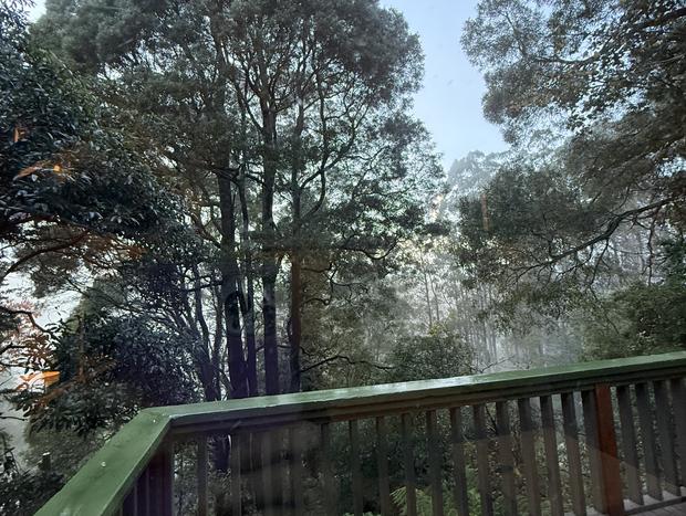 Photo 42 for Sassafras - Treehouse in the Dandenong Ranges
