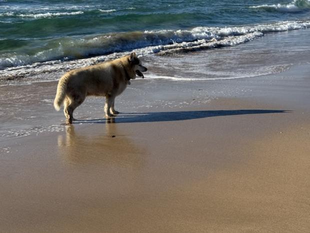 Photo 11 for Sweet Spot Shellharbour