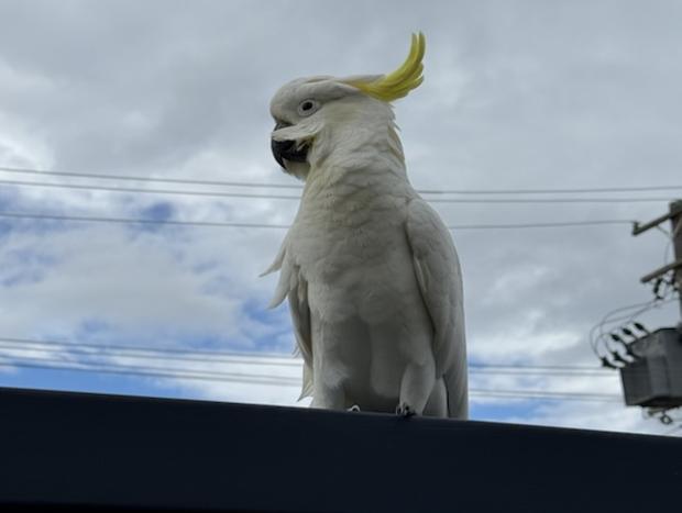 Photo 23 for Sweet Spot Shellharbour