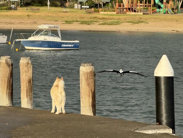 Photo 25 for Sweet Spot Shellharbour
