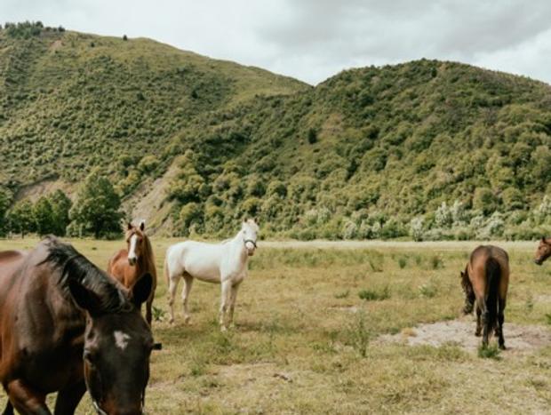 Photo 16 for Handcrafted cottage nestled in the heart of the Mohaka River Valley