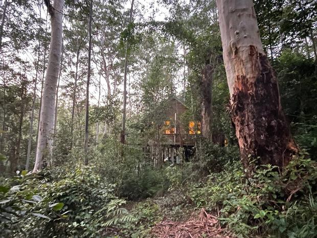 Photo 11 for Tallgums - Immerse Yourself in Ancient Rainforest