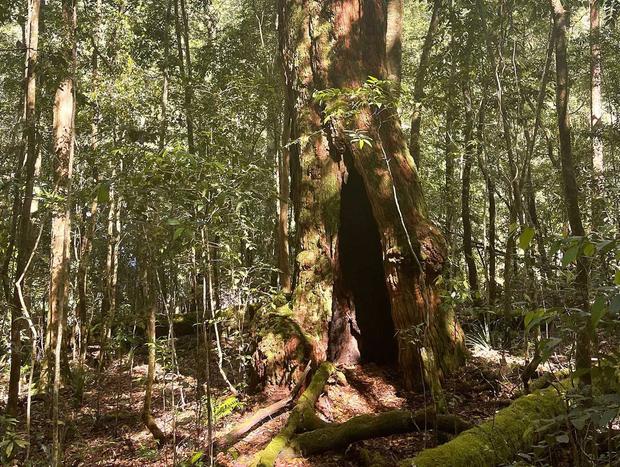 Photo 22 for Tallgums - Immerse Yourself in Ancient Rainforest