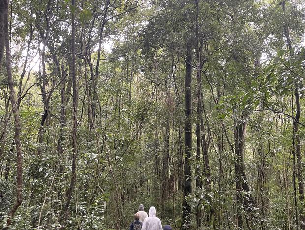 Photo 21 for Tallgums - Immerse Yourself in Ancient Rainforest
