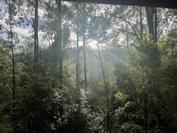 Photo 12 for Tallgums - Immerse Yourself in Ancient Rainforest