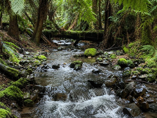 Photo 25 for Top Of The Otways - Nature Lodge