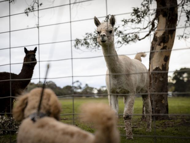 Photo 30 for A Farm Stay Worth Slowing Down For