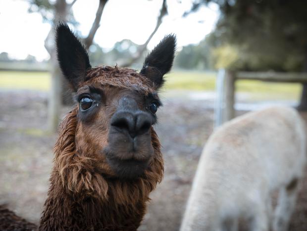 Photo 38 for A Farm Stay Worth Slowing Down For