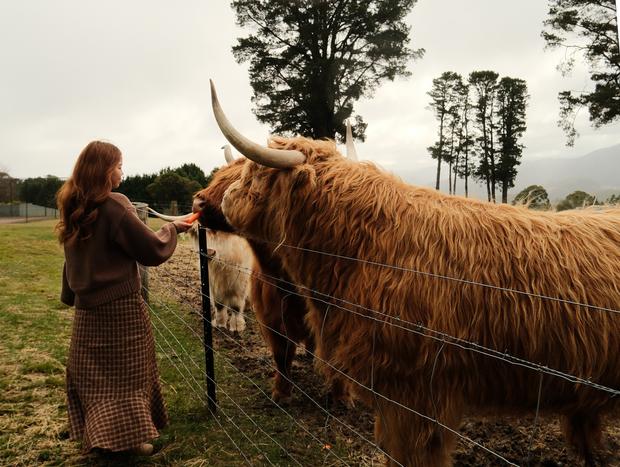 Photo 4 for Feed the Highland Cows