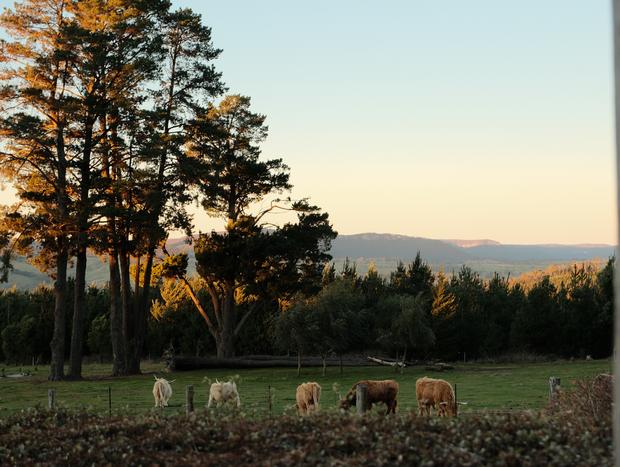 Photo 3 for Feed the Highland Cows