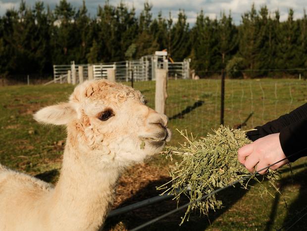 Photo 1 for Alpacas
