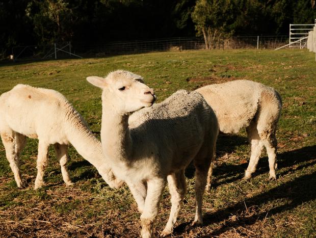 Photo 2 for Alpacas