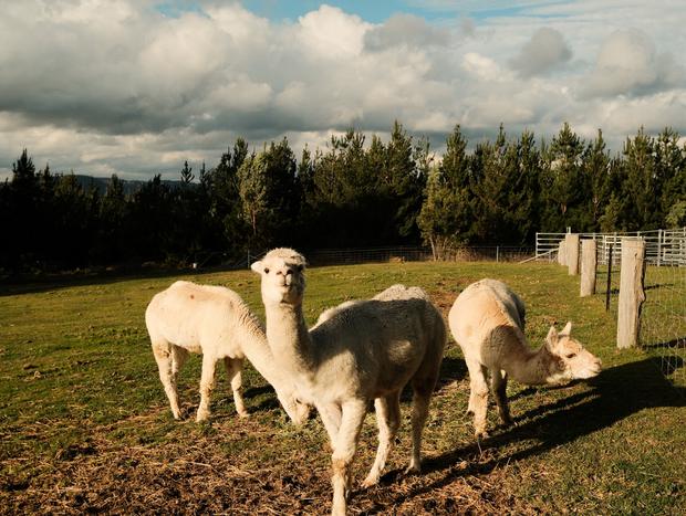 Photo 3 for Alpacas
