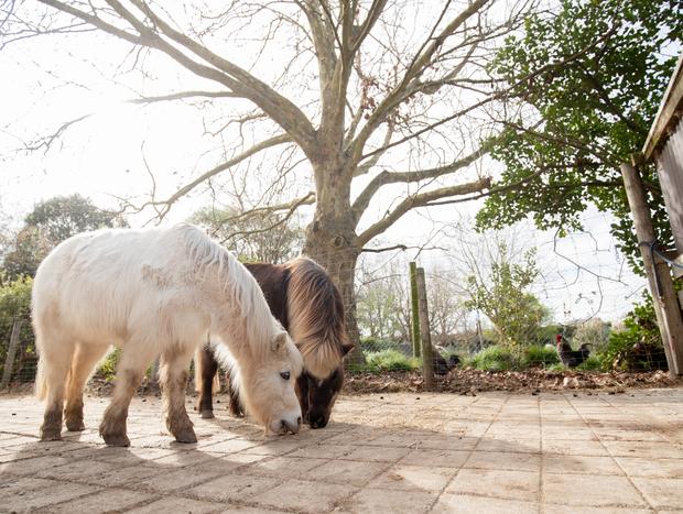 Photo 1 for Haumoana Farmyard Zoo