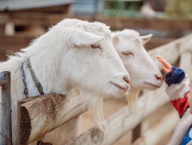 Photo 3 for Haumoana Farmyard Zoo