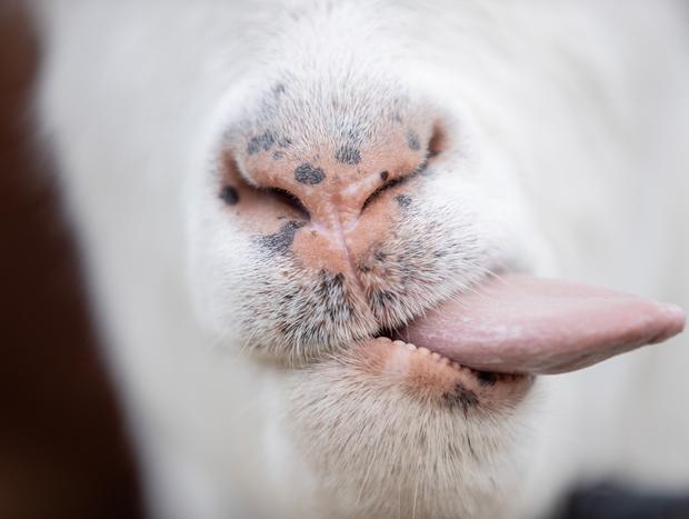 Photo 4 for Haumoana Farmyard Zoo