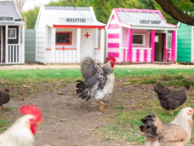 Photo 5 for Haumoana Farmyard Zoo