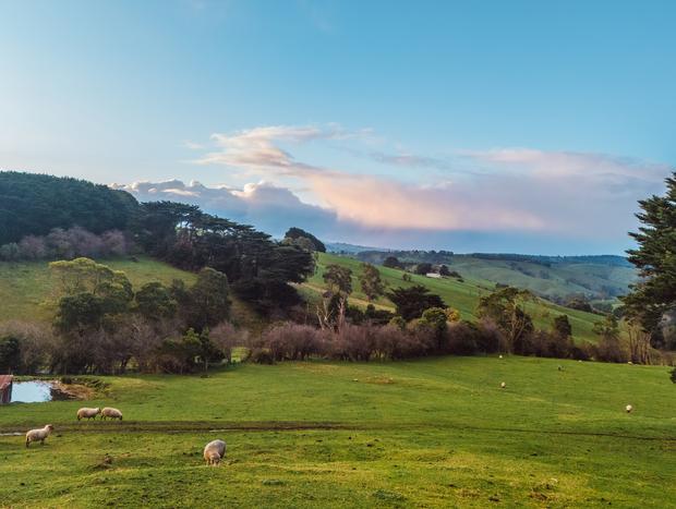Photo 20 for Confirmed. The Grass is Greener in Gippsland