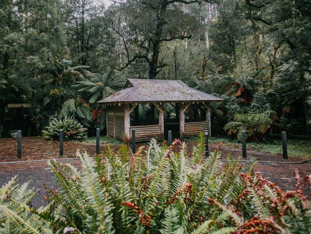 Photo 3 for Cyathea Falls & Nature Walk