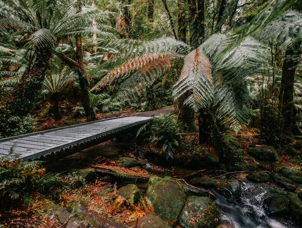 Photo 4 for Cyathea Falls & Nature Walk