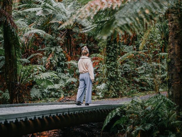 Photo 5 for Cyathea Falls & Nature Walk