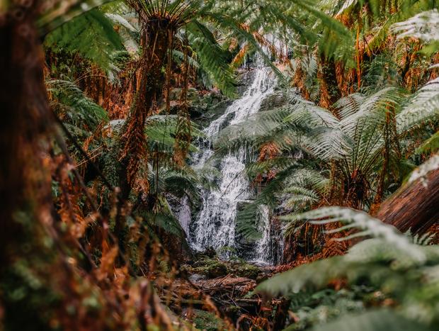 Photo 1 for Cyathea Falls & Nature Walk