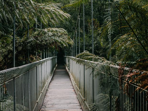 Photo 2 for Rain Forest Walking Trail