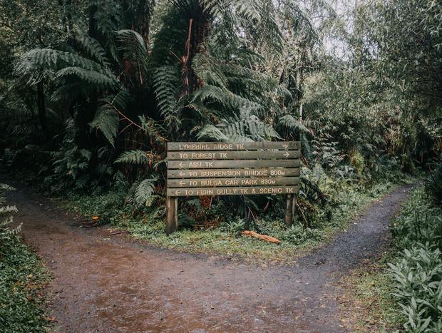 Photo 3 for Rain Forest Walking Trail