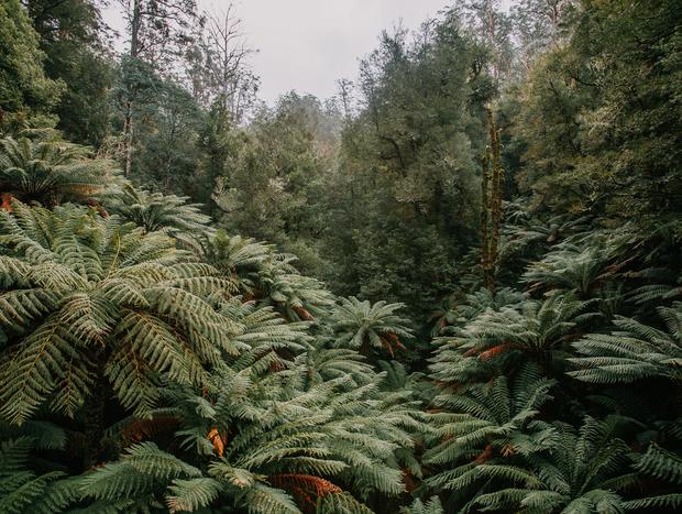 Photo 4 for Rain Forest Walking Trail