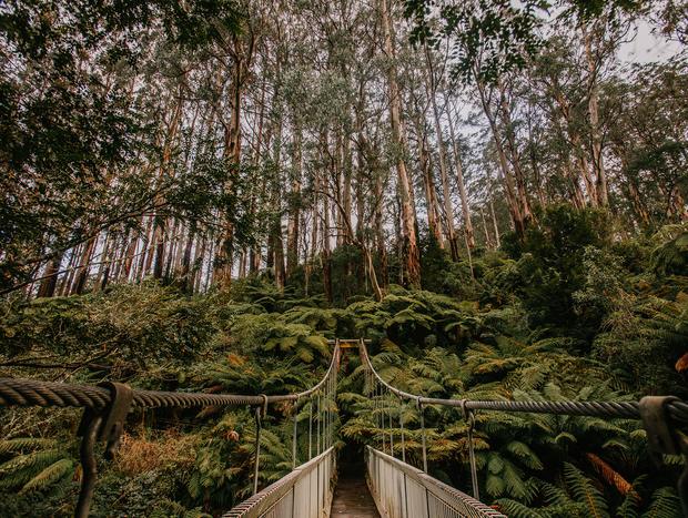 Photo 5 for Rain Forest Walking Trail