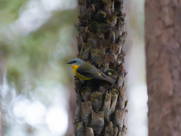 Photo 31 for A Canopy Escape at Birdcloud