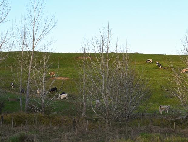Photo 16 for Countryside and comfort in Matakana
