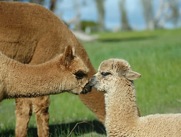 Picnic with the Alpacas