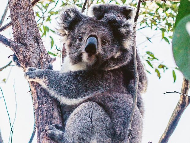 Photo 1 for Koala Spotting