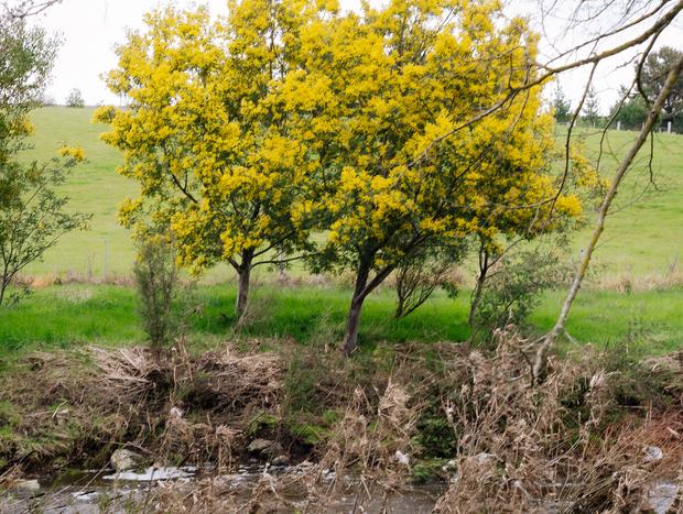 Photo 2 for River walk along rows of Kyneton's famous daffodil