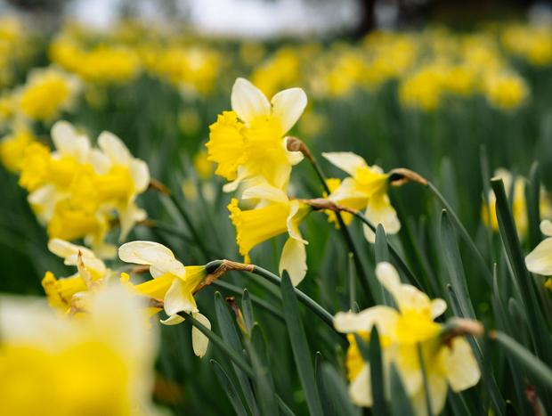 Photo 3 for River walk along rows of Kyneton's famous daffodil