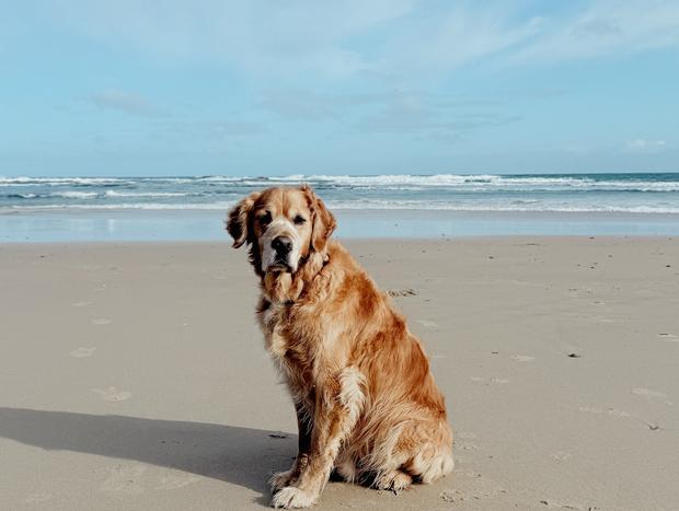 Photo 4 for Dog friendly Smiths Beach