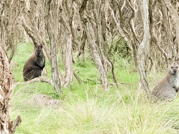 Photo 1 for Rock Wallaby Spotting