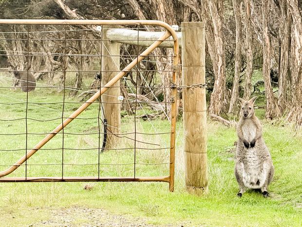 Photo 2 for Rock Wallaby Spotting