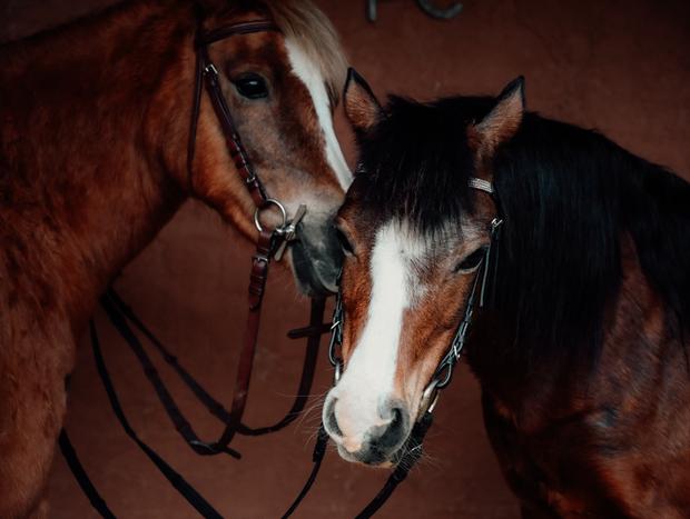 Photo 1 for Riding at Wright Stables