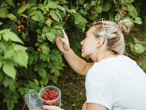 Photo 1 for Pennyroyal Raspberry Farm