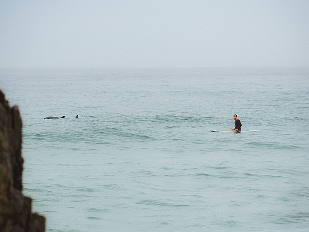 Photo 3 for Surfing with dolphins at Sawtell