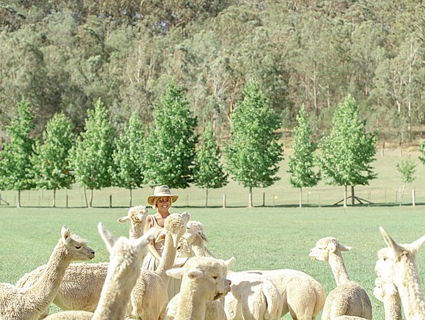 Photo 4 for Feeding the Alpacas