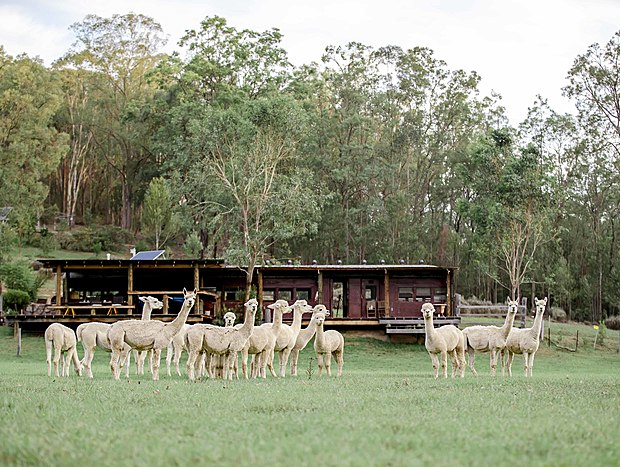 Photo 5 for Feeding the Alpacas