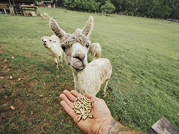 Photo 6 for Feeding the Alpacas