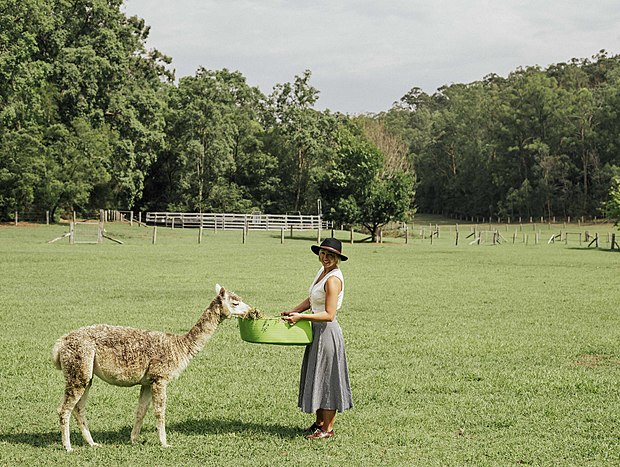 Photo 7 for Feeding the Alpacas