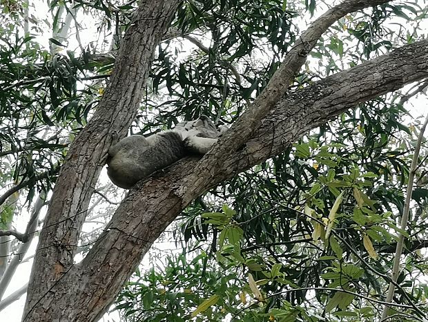 Photo 14 for Melia Cottage in Wangat wildlife sancturay