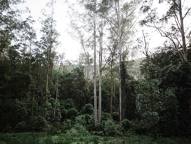 Photo 2 for Bushwalk all over the property