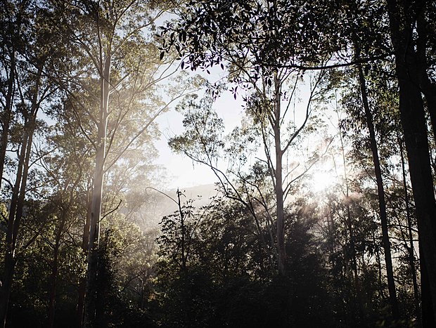 Photo 4 for Bushwalk all over the property