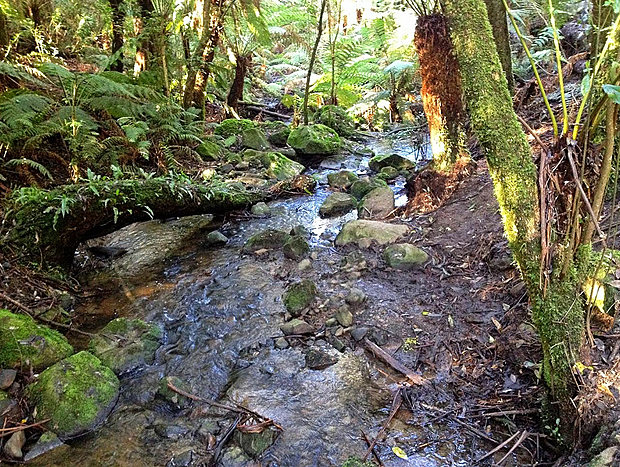 Photo 22 for Tranquil Forest Hideaway